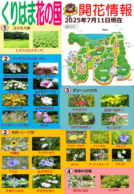 横須賀くりはま花の国・7/11～開花情報